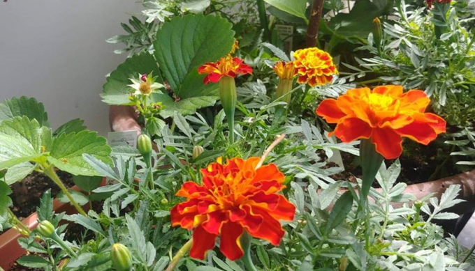 Ngoài ra, chị Priyanka còn trồng rất nhiều hoa.