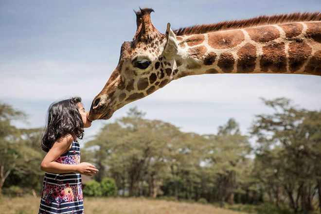 Kenya_Nairobi_GiraffeManorKiss