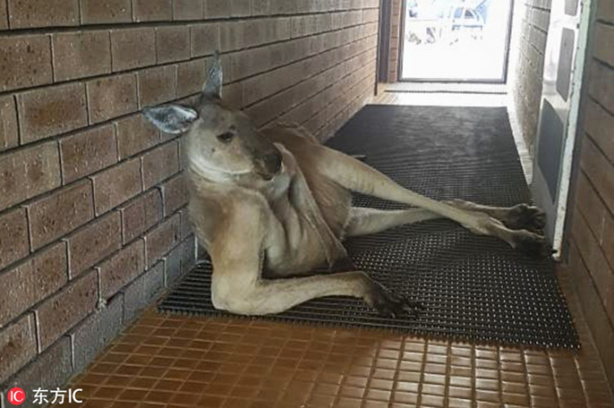 Trong ảnh là con kangaroo tạo dáng trên hành lang phòng vệ sinh công cộng. Một nữ du khách đến tham quan khu bảo tồn động vật hoang dã ở Australia đã ghi lại được cảnh tượng thú vị này. Trông con kangaroo thản nhiên và bình tĩnh đến mức hệt như nó muốn 