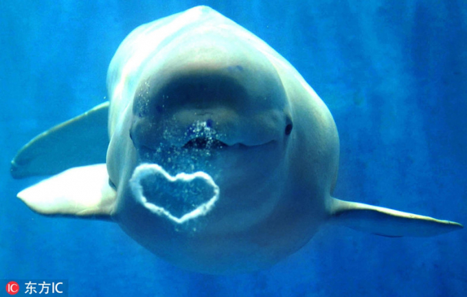 Thở hai bọt bong bóng hình trái tim là tuyệt chiêu lấy lòng người hâm mộ của con cá voi lắm chiêu nhiều trò này.