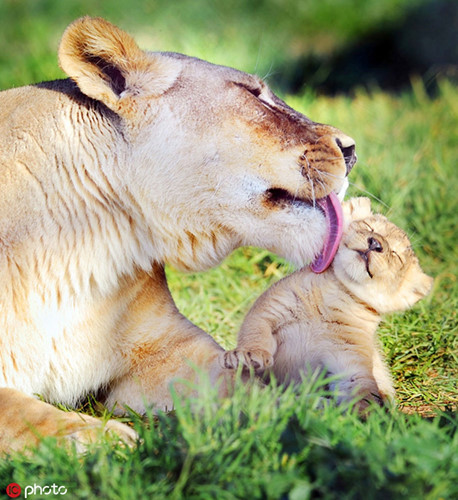 Hình ảnh động vật hoang dã ấn tượng này được chụp tại vườn thú Sydney, Australia, khi sư tử mẹ âu yếm chải chuốt cho đứa con mới sinh của mình. Khuôn mặt sư tử con hiện rõ sự hạnh phúc, hưởng thụ khi được mẹ mình yêu thương.