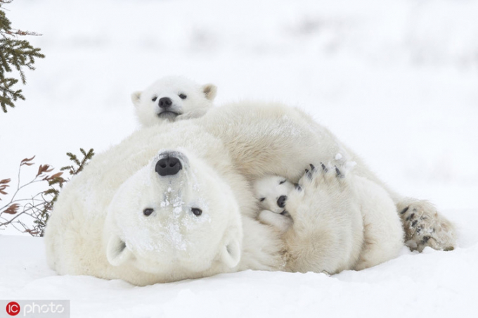 Mẹ con gấu Bắc cực ôm nhau chơi đùa cực thích thú, vui vẻ giữa nền tuyết trắng. Chúng dường như không quan tâm đến bất cứ điều gì, triệt để tận hưởng khoảng thời gian bên nhau.