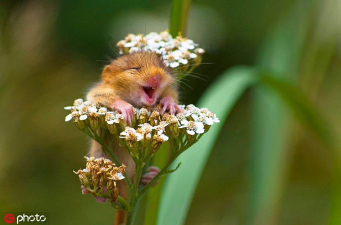 Chuột đồng sung sướng và hạnh phúc khi tận hưởng không khí ấm áp dễ chịu của mùa xuân.