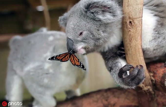 Gấu koala hơn một tuổi tương tác rất thân thiện với bướm xinh.