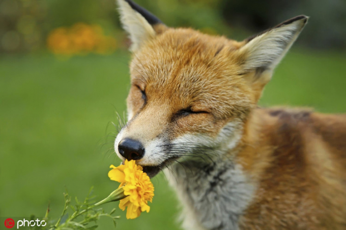 Một chú cáo đỏ nhắm chặt hai mắt, nhẹ nhàng thưởng thức hương hoa. Khuôn mặt của nó biểu lộ sự thư thái, thích thú.