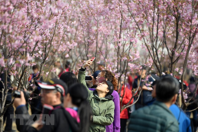 Du khách chiêm ngưỡng hoa anh đào nở rộ tại Bắc Kinh, Trung Quốc, ngày 19/3/2019. (Ảnh: THX/TTXVN)
