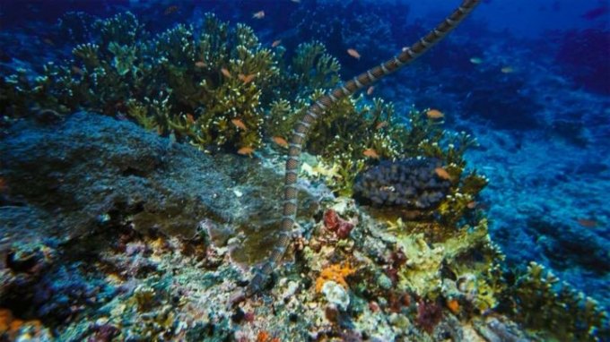 Rắn biển Belcher: Một trong những loài rắn độc nhất trên thế giới, vết cắn của loài rắn biển này có thể giết chết một người trong vòng chưa đầy 30 phút. Tuy nhiên, may thay, sinh vật có nọc độc này lại tương đối “hiền” và thường không tấn công trừ khi bị khiêu khích. Loài rắn này có thể được tìm thấy gần các rạn san hô ở Ấn Độ Dương hoặc các vùng biển ngoài khơi Thái Lan và Philippines.
