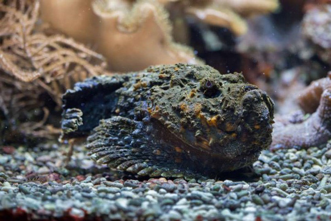 Cá đá được xem là một trong những loài cá độc nhất trên thế giới. Chúng sống ở vùng nước nông ven biển Australia. Chúng thường nằm bất động hoặc chôn nửa người để hấp dẫn con mồi. Nọc độc của chúng có thể dẫn tới suy giảm hệ cơ, liệt tạm thời và tử vong nếu không được điều trị.