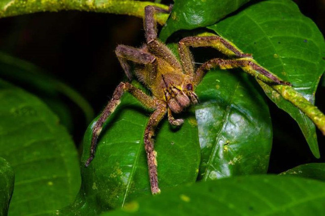 Nhện lang thang Brazil: Loài nhện này từng được ghi vào sách kỷ lục Guinness là loài động vật độc nhất thế giới. Một sinh vật nguy hiểm và hung hăng, thậm chí một giọt nọc độc rơi ra cũng có thể gây tử vong cho con người.