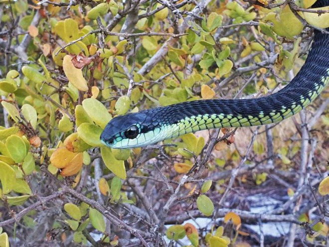 Là một loài rắn tương đối “rụt rè”, rắn ráo thường không tấn công con người. Tuy nhiên, nếu bị nó tấn công, bạn có thể sẽ mất mạng. Nọc độc của loài rắn này có chứa chất chống đông máu - gây ra cái chết từ từ và đau đớn. Loài rắn này thường sống ở Nam Phi, Botswana, Mozambique, Namibia và Swaziland.