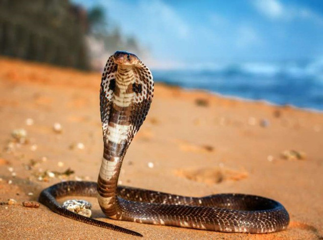 Rắn hổ mang chúa: Đây được cho là loài rắn độc dài nhất trên thế giới. Chỉ 1 con hổ mamg chúa có thể giết được khoảng 20 người hoặc 1 con voi chỉ trong vài giờ. Nó có thể dài tới 5 mét và thường được tìm thấy ở Nam Á và Đông Nam Á.