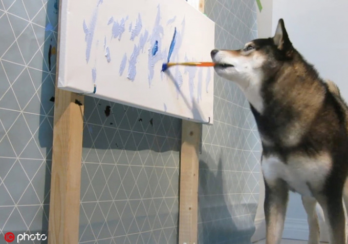 Hunter giống như Picasso trong thế giới động vật, mỗi lần chú chó cưng vẽ tranh, đều thu hút rất nhiều người.