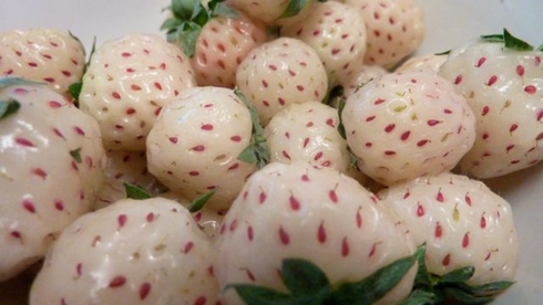 Ở Việt Nam loại quả này được chào bán với giá 1,6 triệu đồng/kg. (Nguồn: Dân trí)