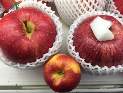Một trái táo Sekaiichi có thể lên tới 500-700 gram, to gấp nhiều lần so với các loại táo thông thường khác. (Nguồn: VOV.VN)./.