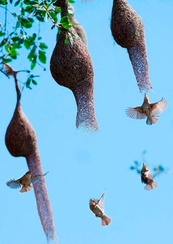 Chim dòng dọc thường làm tổ dưới các tàu dừa, trên ngọn cây, nhất là những cây sao, hàng tràm hay ngọn đế, sậy giữa đồng. Ảnh: wp.