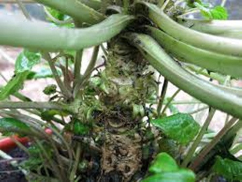 Thêm nữa, giống wasabi dễ bị sâu bệnh nếu trồng ở quy mô lớn. Hầu hết, các trang trại trồng thử wasabi đều thất bại. Chỉ một số rất ít có thể làm giàu từ nó. Ảnh: Flickr.