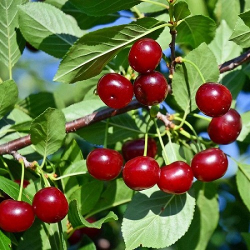 Hàm lượng sắt trong cherry cao gấp nhiều lần các loại trái cây khác (Ảnh: Internet)