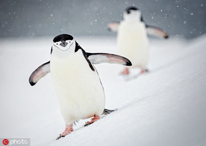 Trong ảnh là một con chim cánh cụt đang trượt tuyết ở đảo Half Moon, Nam Cực. Bức ảnh này được David Merron, một nhiếp ảnh gia 39 tuổi ghi lại được khi anh ghé thăm vùng đất lạnh lẽo, vương quốc của loài chim cánh cụt.
