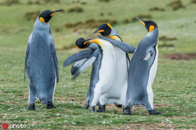 Nhiếp ảnh gia Derek Pettersson vô cùng may mắn khi ghi lại được khoảnh khắc chim cánh cụt đực thể hiện sức mạnh để tranh giành sự chú ý của con cái.