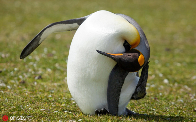 Nhiếp ảnh gia Derek Pettersson, 53 tuổi ở phía đông quần đảo Falkland đã ghi lại được hình ảnh chú chim cánh cụt hoàng đế đang như ở trong tư thế giống như tập yoga, sự dẻo dai, linh hoạt của nó khiến nhiều người hâm mộ yoga ghen tị.