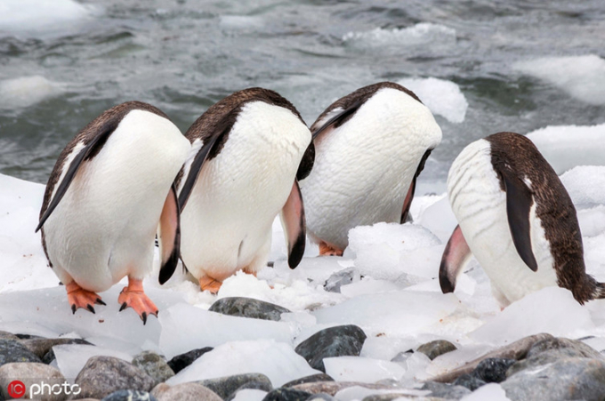 Một nhóm chim cánh cụt trên đảo Brooklynville ở Nam Cực ngửa đầu ra phía sau để rỉa lông. Trông chúng chẳng khác nào những con cánh cụt bị cụt đầu.