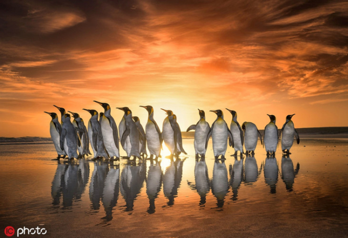 Nhiếp ảnh gia Wim van den Heever đã may mắn ghi lại được hình ảnh đẹp như tượng của những con chim cánh cụt dễ thương khi chúng xếp hàng bước đi, ngắm mặt trời lặn.