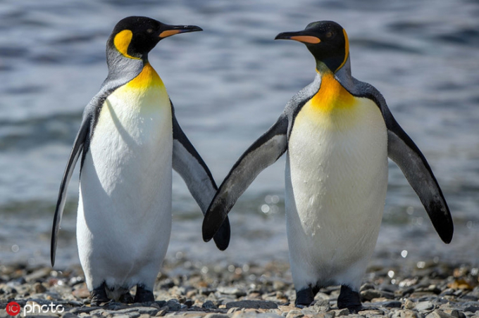 Cặp đôi chim cánh cụt đồng tính được nhiếp ảnh gia Pedro Rego ghi lại những khoảnh khắc đầy tình tứ.