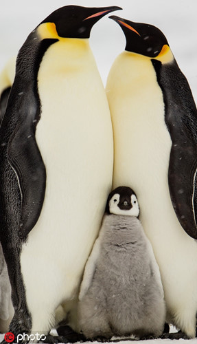 Gia đình hạnh phúc của chim cánh cụt hoàng đế ở Nam cực khiến nhiều người ghen tị. Hình ảnh do nhiếp ảnh gia Natalia Del Rio đến từ Mexico chụp.