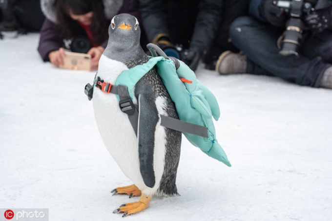 Xuất hiện tại Cáp Nhĩ Tân với chiếc ba lô xinh xắn trên trên vai, con chim cánh cụt này trở thành tâm điểm của cánh phóng viên.
