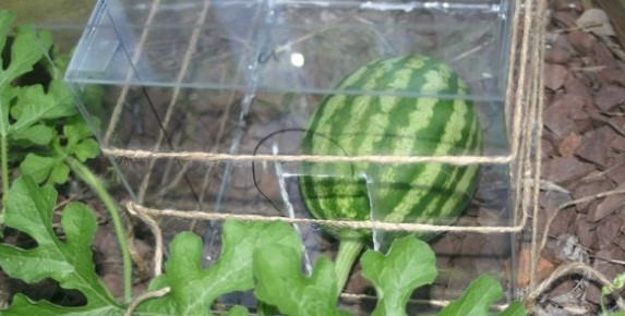 Theo kinh nghiệm của người trồng dưa hấu vuông Nhật Bản, thời điểm tốt nhất để ép khuôn là khi dưa được 40 ngày tuổi.