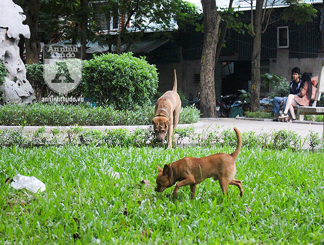 Tại vườn hoa trước cổng Đại học Thủy Lợi và Đại học Công Đoàn, chó chạy lang thang không không đeo dọ mõm, cũng không có chủ dắt