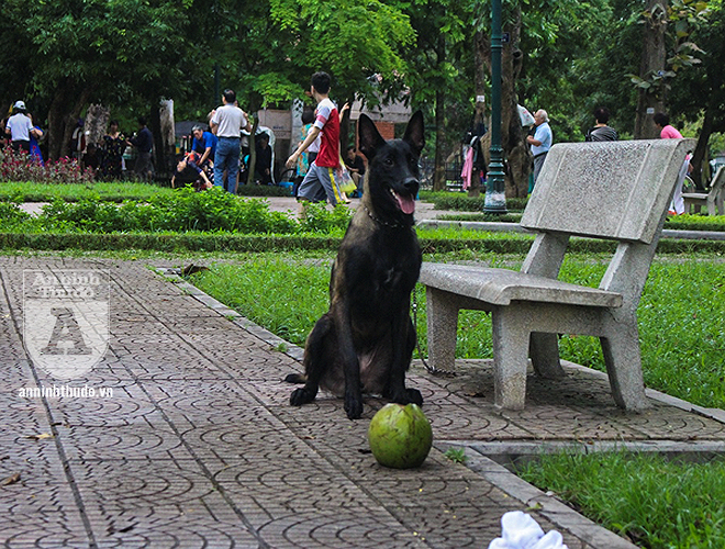 Những con chó to lớn, có vẻ mặt dữ tợn chạy đuổi nhau khắp vườn hoa ở đầu đường Nguyễn Đình Thi ven hồ Tây