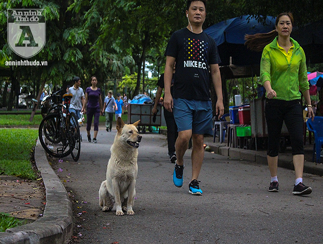 Chó không đeo rọ mõm tiềm ẩn nguy cơ gây mất an toàn đối với người tập thể dục trong công viên