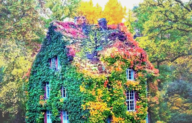 Ngôi nhà tọa lạc tại thành phố Giessen (Đức) đẹp như cổ tích khi được ôm trọn bởi giàn cây leo.