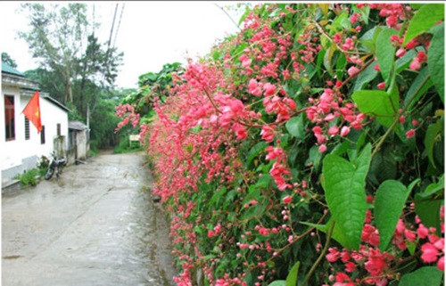 Ti-gôn cho hoa quanh năm, thu hút bởi màu hồng dịu dàng. Ti-gôn dễ trồng, cần nhiều ánh nắng để ra được nhiều hoa. Ảnh: Caycanhthanglong.