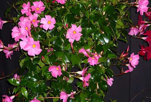 Là cây thân leo lâu năm, hoa hồng anh trổ hoa bắt đầu từ tháng 2 âm lịch và nở nhiều vào mùa hè. Ảnh: Caycanhthanglong.