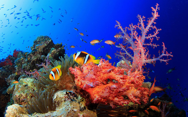 Một trong những hoạt động thú vị mà du khách không thể bỏ qua khi đến vịnh Vĩnh Hy là khám phá thế giới san hô kỳ ảo. Vịnh biển sở hữu hơn 307 loài san hô khiến bất cứ du khách nào cũng phải mê mẩn. Bạn có thể chọn ngắm san hô bằng tàu đáy kính trong suốt hay trực tiếp lặn và chiêm ngưỡng cuộc sống dưới nước sinh động. Ảnh: A.n.879, Eicee.