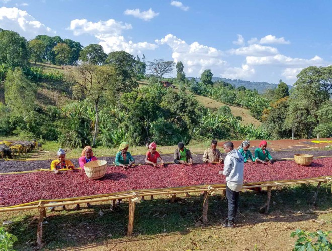 Đây cũng là nơi được mệnh danh là vùng đất khởi nguyên của cây cà phê. Loại cà phê Arabica đặc biệt, có mặt trên rất nhiều nước lớn trên thế giới. Cà phê vừa là nguồn thu nhập chính của người dân, vừa góp phần tạo nên nét đẹp văn hóa của vùng đất Ethiopia