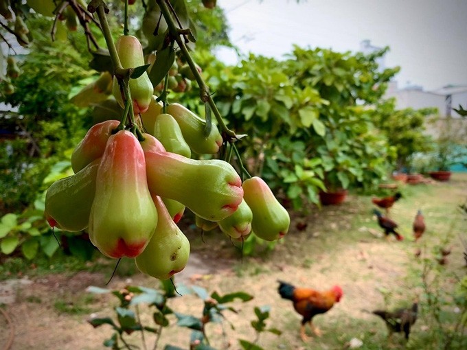Tại Việt Nam, khu vườn của Mỹ Lệ ở quận 9 (TP HCM), có diện tích rộng, trồng đủ loại cây trái. Ảnh: Tổ quốc.