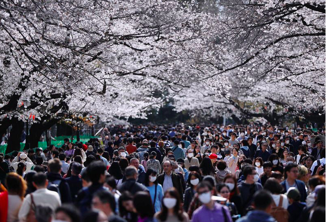 Dòng người trong công viên Ueno dự lễ hội hoa anh đào hôm 22/3. (Ảnh: Reuters)