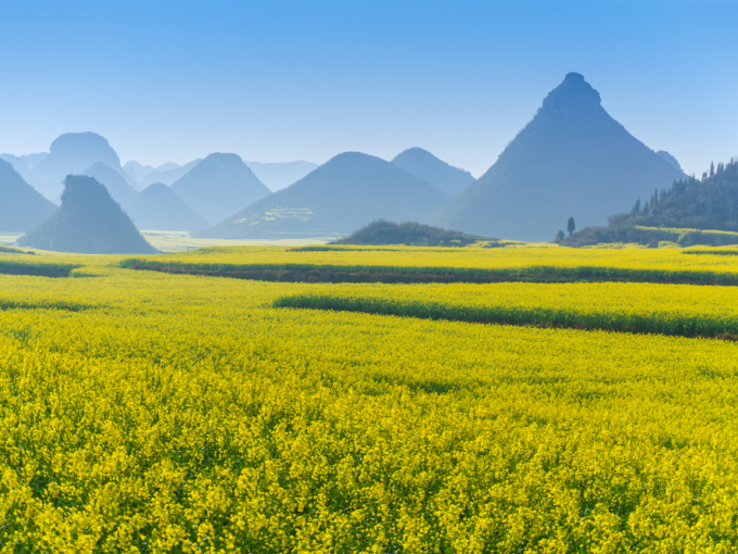 Những cánh đồng hoa cải dầu ở La Bình, Trung Quốc, đang nở rộ, gây ấn tượng với sắc vàng tươi phủ kín không gian. Những bông hoa được sử dụng để làm dầu hạt cải, bung nở từ tháng 2 đến tháng 3.