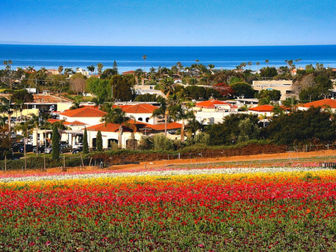 Cánh đồng hoa tại thành phố Carlsbad, trải dọc bờ biển California, Mỹ, gây ấn tượng với loài mao lương có tới 16 sắc màu khác nhau. Những luống hoa trắng, đỏ, vàng, cam, nâu, tím... được trồng thẳng hàng, tạo nên bức tranh thiên nhiên tuyệt đẹp.
