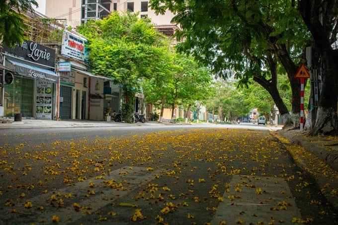 Thời tiết ở Huế mưa mưa nắng nắng nhưng khi ánh nắng lé loi trở lại cũng là thời điểm những bông hoa phượng vàng nở rực một góc trời.