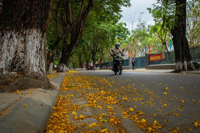 Cánh hoa mỏng manh, cuốn theo chiều gió tạo ra thảm hoa vàng tươi nguyên màu thời gian.