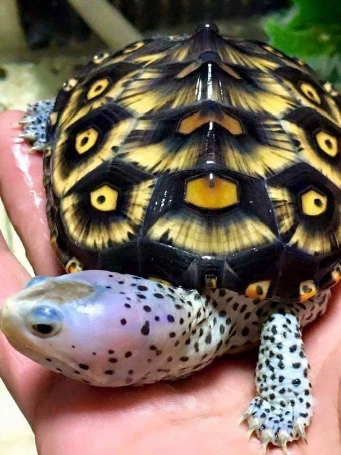 Họa tiết đẹp mắt trên mai rùa.