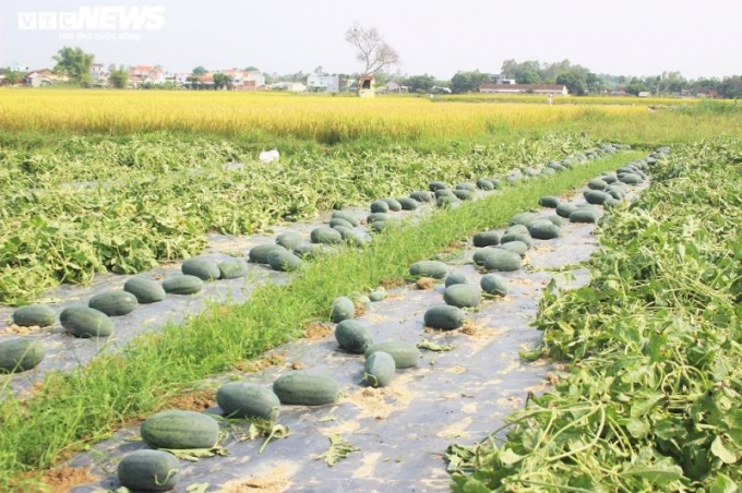 Chất lượng dưa tốt cũng là một phần lý do giúp loại nông sản này của bà con nông dân Quảng Nam không bị thương lái ép giá.