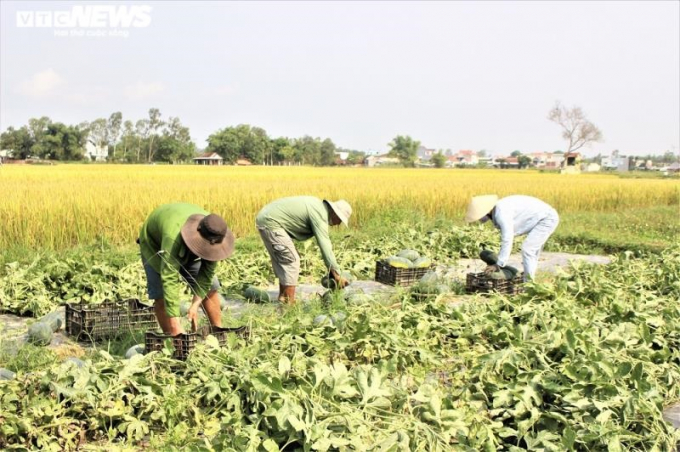 Thời gian này, trên khắp những cánh đồng thuộc các xã Tam Phước, Tam Lộc, Tam Thành, Tam Thái (huyện Phú Ninh, tỉnh Quảng Nam) đâu đâu cũng bắt gặp hình ảnh người nông dân tất bật thu hoạch dưa hấu.