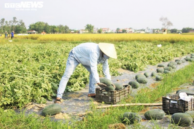 Trả lời VTC News, ông Võ Thanh Anh, Trưởng Phòng NN-PTNT huyện Phú Ninh, cho hay, vụ dưa mà bà con đang thu hoạch được gieo trồng từ đầu tháng 2. 