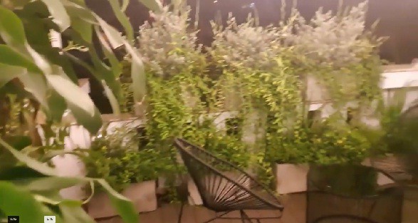 Đặc biệt, trong nhà có một khu vườn nhỏ bày biện rất nhiều chậu cây xanh...Ảnh: cắt video