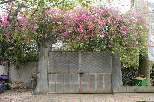 Sinh ra và lớn lên ở nội thành nhưng năm 2001, nghệ sĩ Giang Còi cùng vợ và 2 con đã chuyển về ngôi nhà vườn rộng 10.000m2 ở ngoại ô Hà Nội. Ảnh: Vietnamnet.